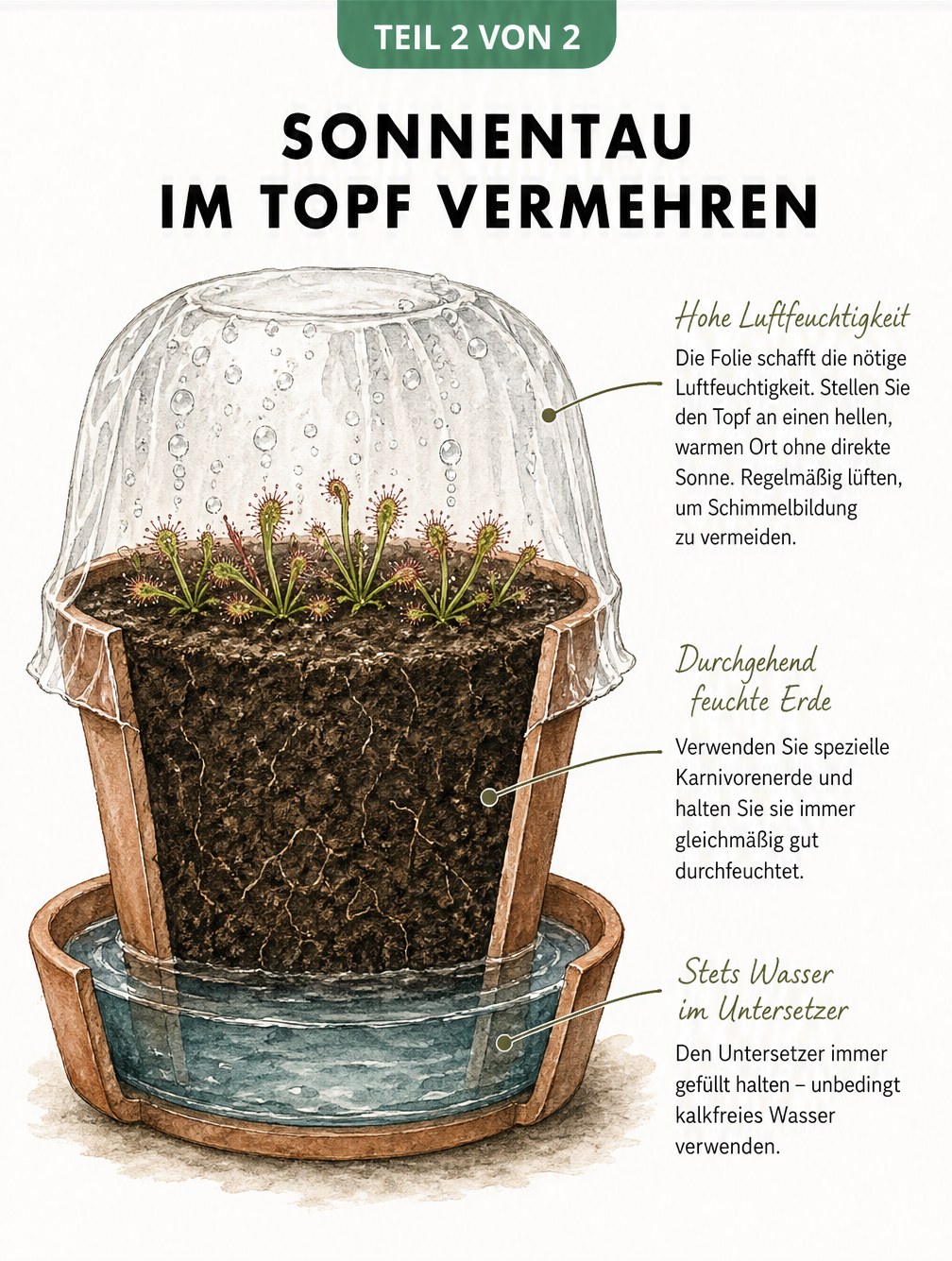 Querschnitt eines Anzuchttopfs für Sonnentau mit Karnivorenerde, wassergefülltem Untersetzer und transparenter Folienabdeckung