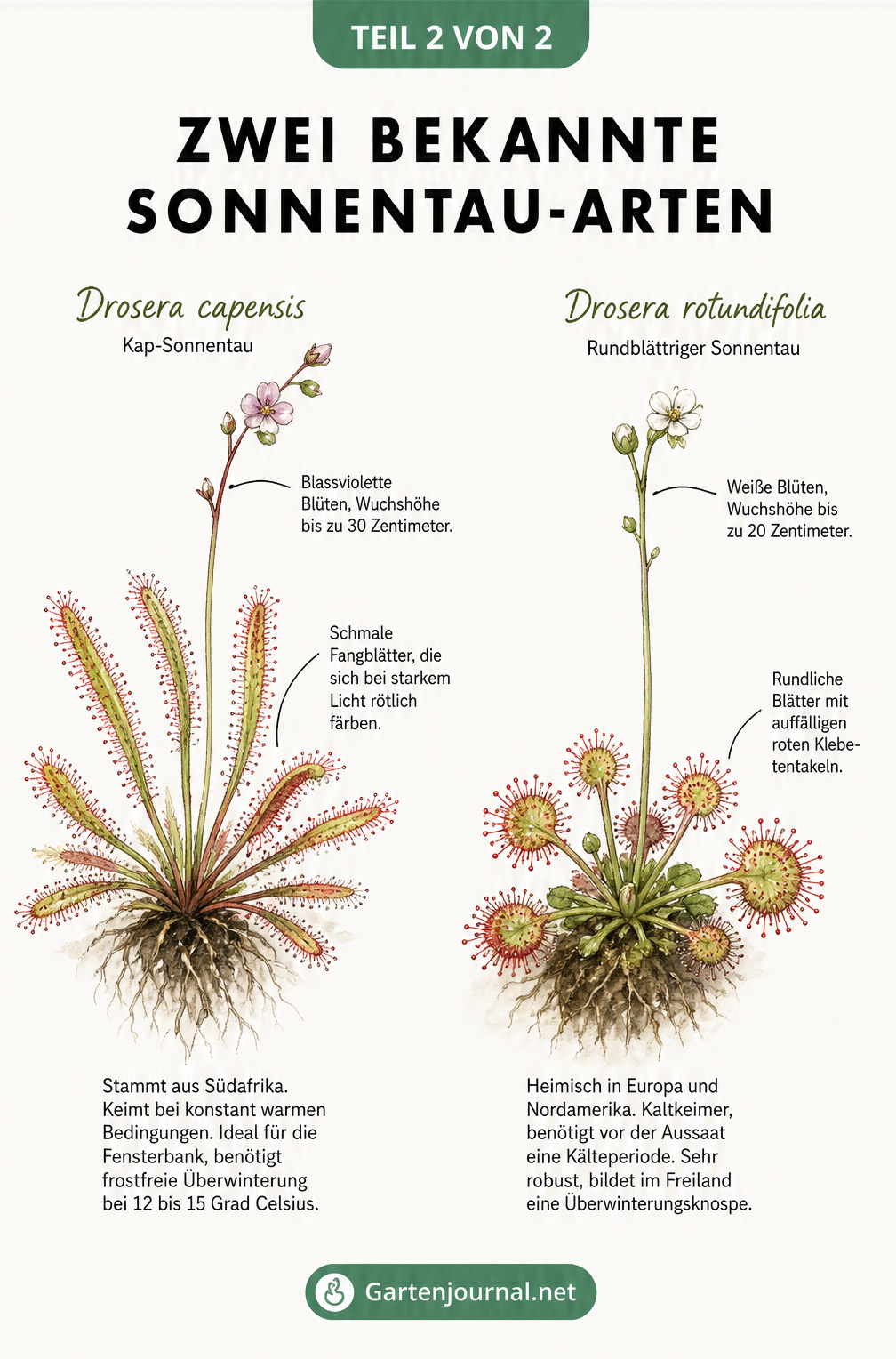 Illustration der zwei Sonnentau-Arten Drosera capensis und Drosera rotundifolia mit ihren spezifischen Merkmalen