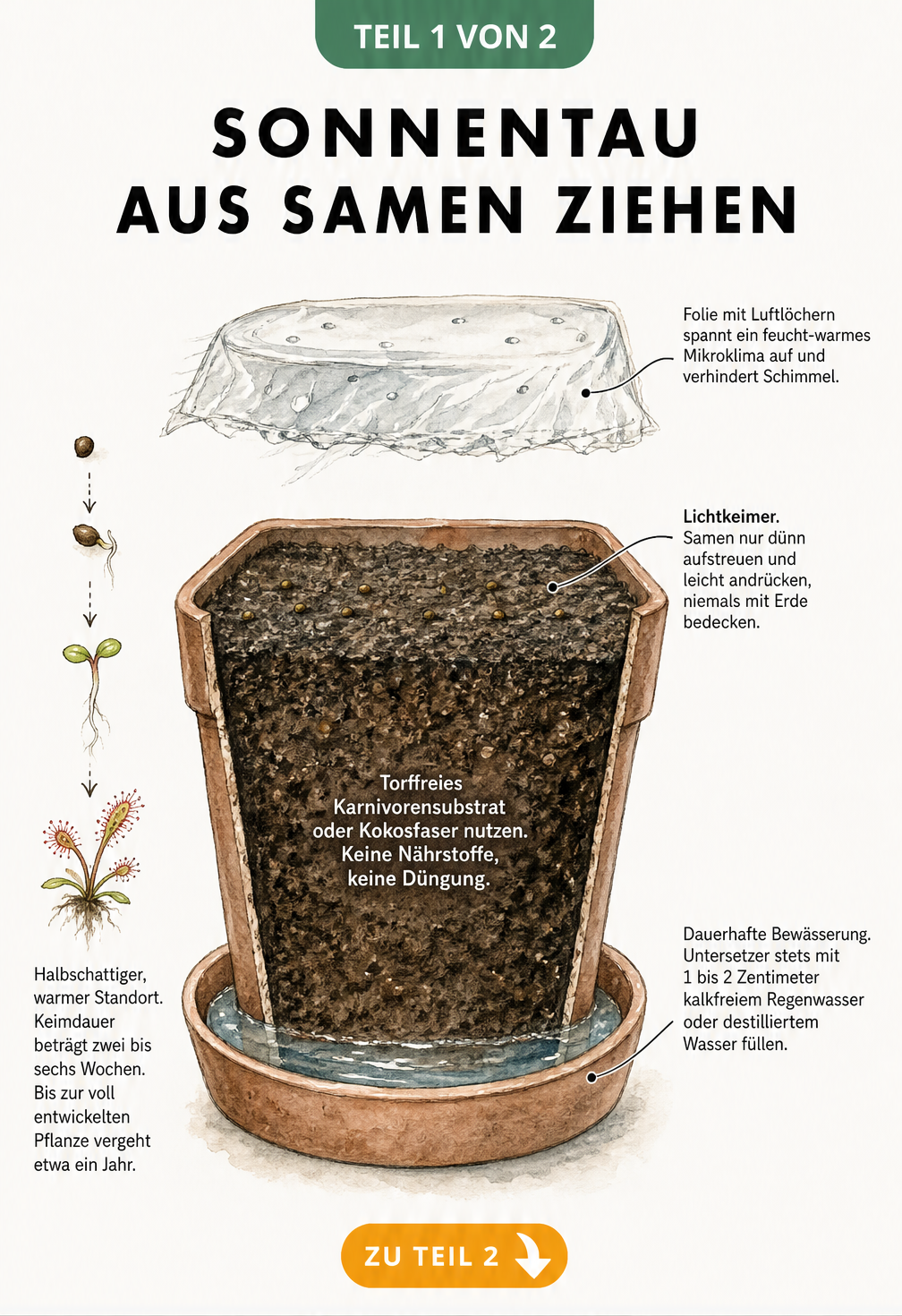 Querschnitt eines Anzuchttopfs mit Sonnentau-Samen, der die richtige Aussaat, das Substrat und die Bewässerung zeigt