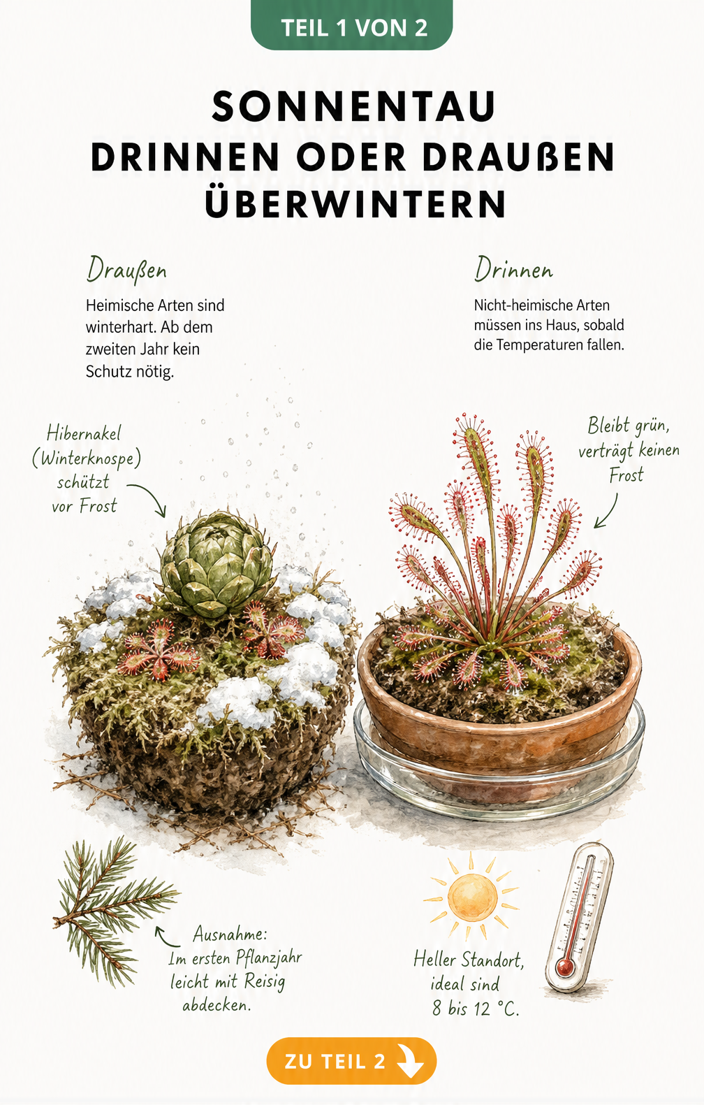 Illustration zweier Sonnentau-Pflanzen: Ein heimischer Sonnentau draußen im Schnee als Winterknospe und ein Kap-Sonnentau drinnen im Topf