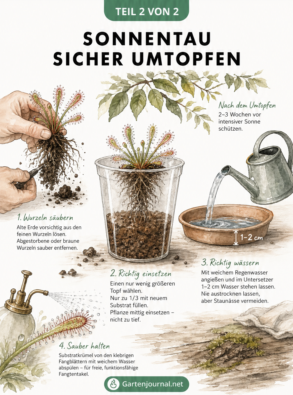 Illustration der Arbeitsschritte beim Umtopfen von Sonnentau: Wurzeln säubern, einpflanzen und gießen