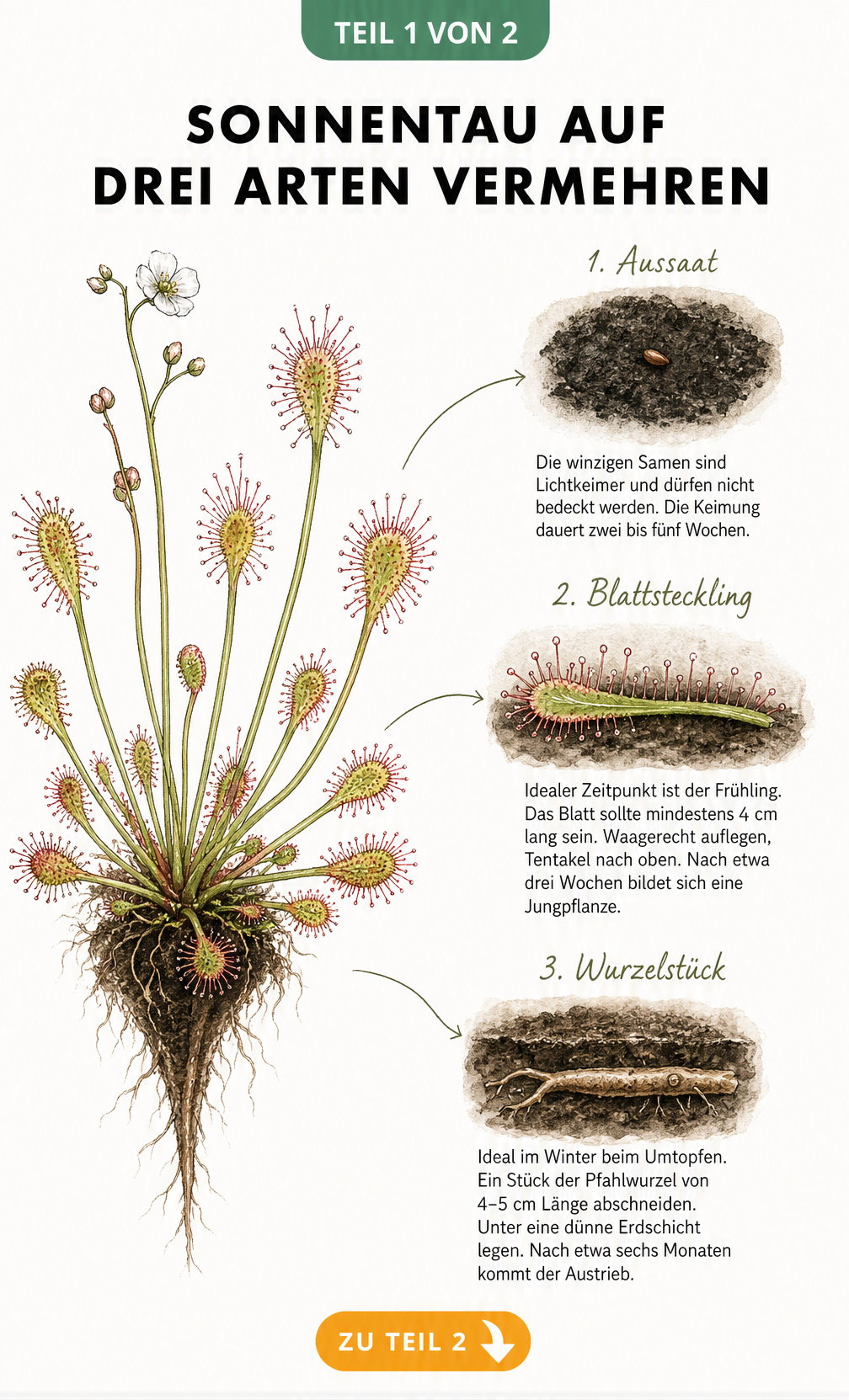 Botanische Illustration einer Sonnentau-Pflanze mit drei Vermehrungsmethoden: Samen, Blattsteckling und Wurzelschnittling