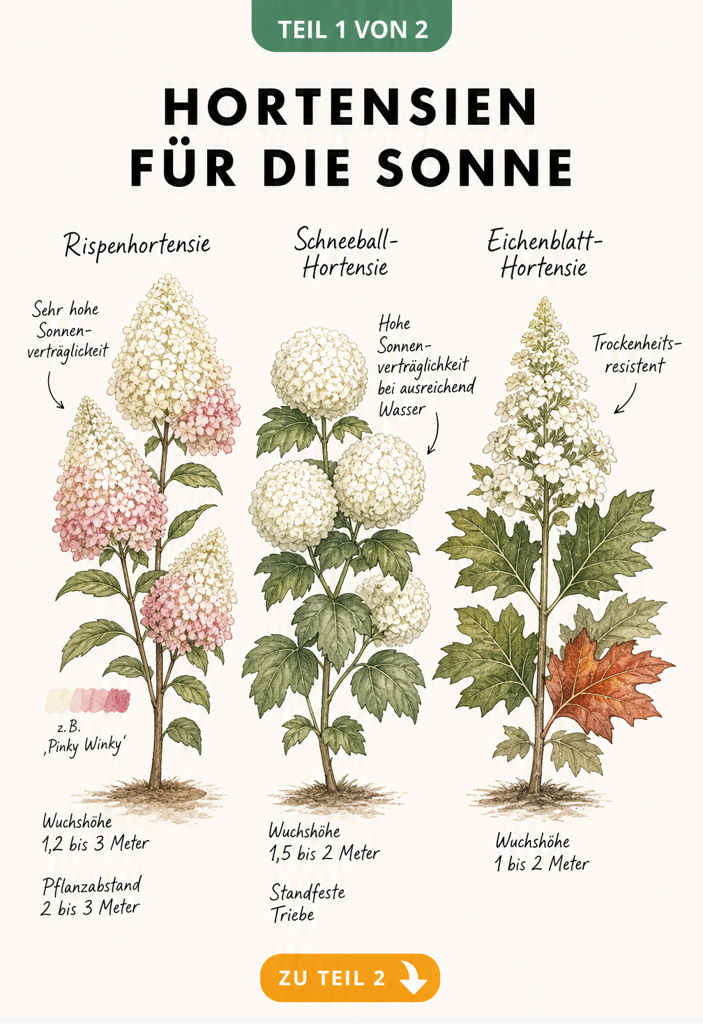 Illustration von drei sonnenverträglichen Hortensienarten: Rispenhortensie, Schneeball-Hortensie und Eichenblatt-Hortensie mit Wuchshöhen und Eigenschaften