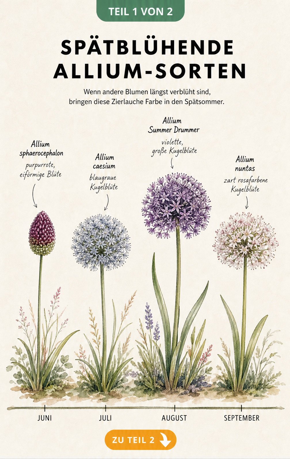 Botanische Illustration von vier spätblühenden Allium-Sorten mit Zeitachse von Juni bis September