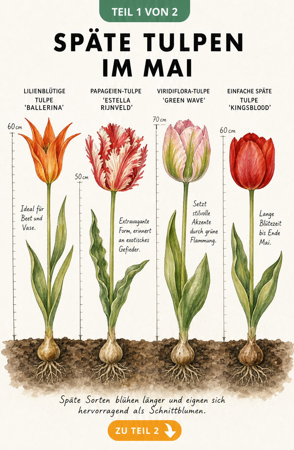 Botanische Illustration von vier späten Tulpensorten im Mai: Ballerina, Estella Rijnveld, Green Wave und Kingsblood mit Wuchshöhen.
