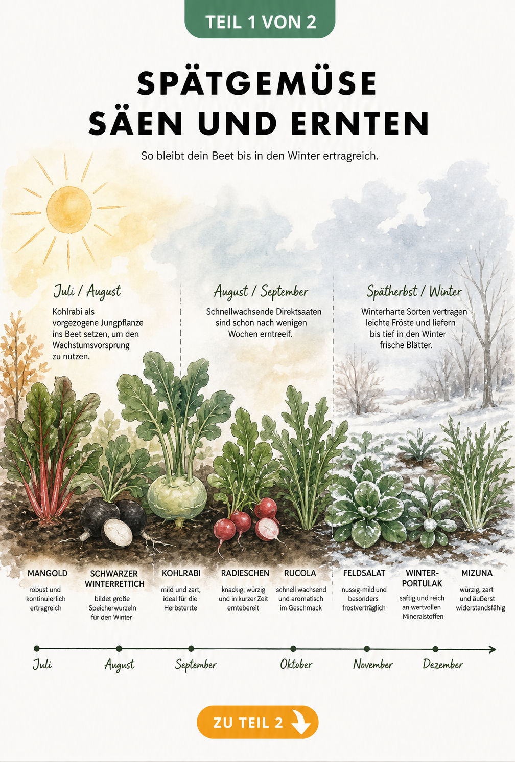 Illustration eines Gartenbeets im Jahresverlauf mit Spätgemüse wie Mangold, Radieschen und Feldsalat
