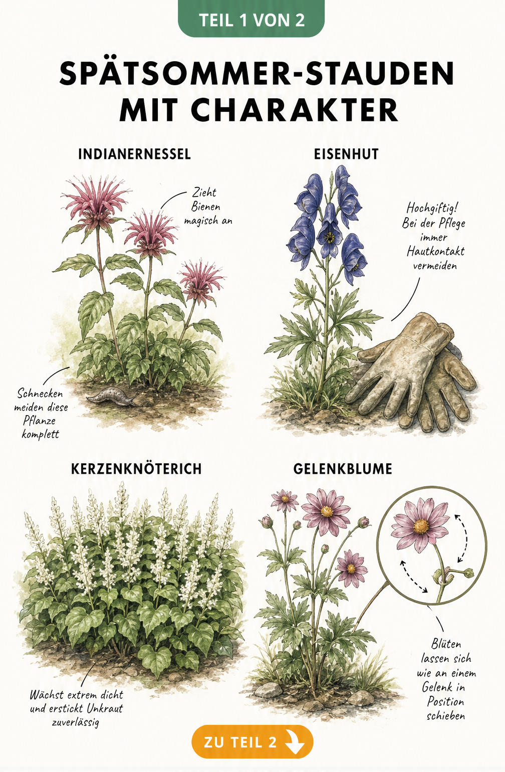 Botanische Illustration von Spätsommer-Stauden wie Indianernessel, Eisenhut, Kerzenknöterich und Gelenkblume mit Pflegehinweisen