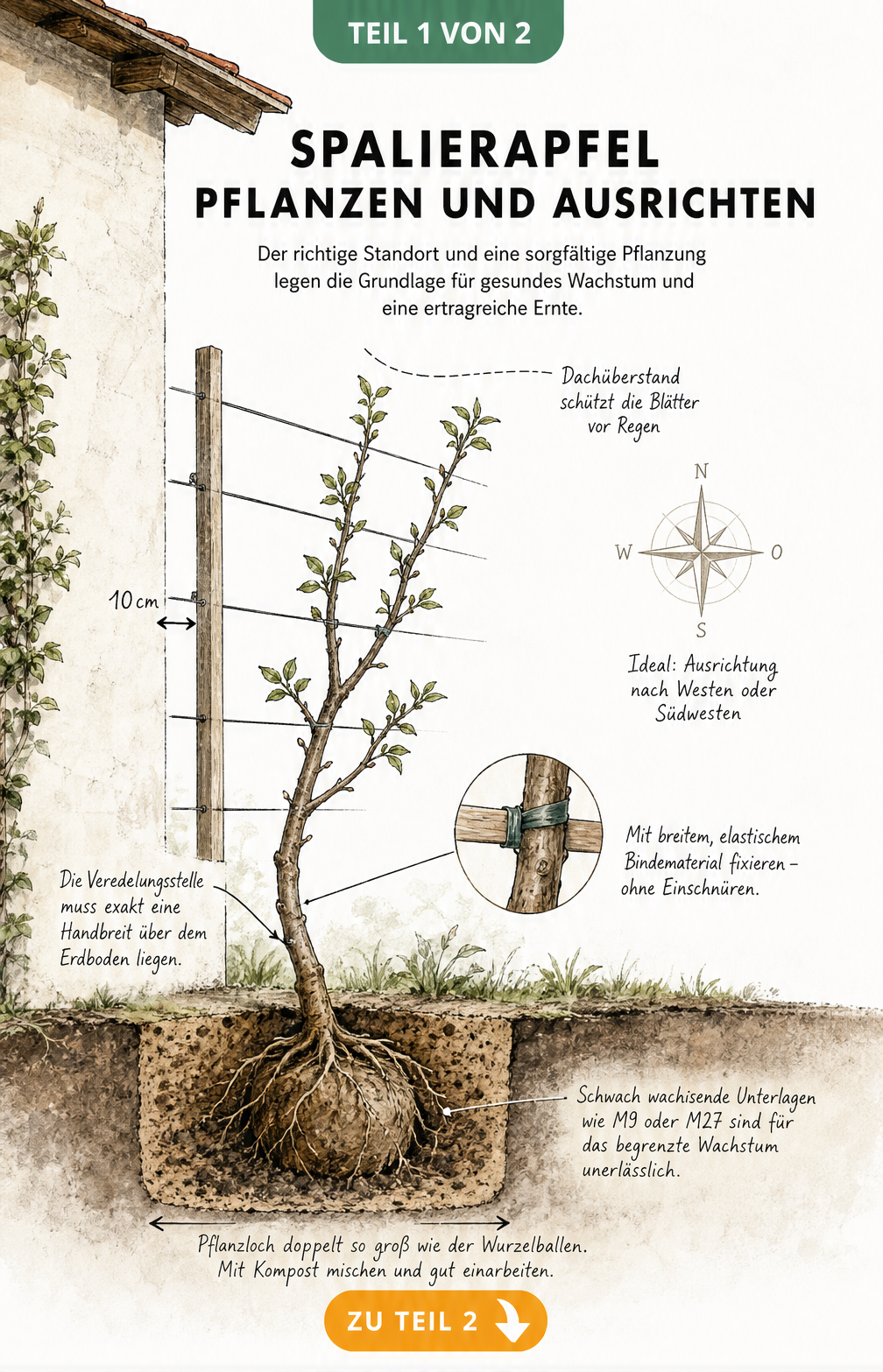 Querschnitt-Skizze: Apfelbaum als Spalierobst richtig pflanzen mit 10 cm Abstand zur Hauswand und Veredelungsstelle über der Erde.