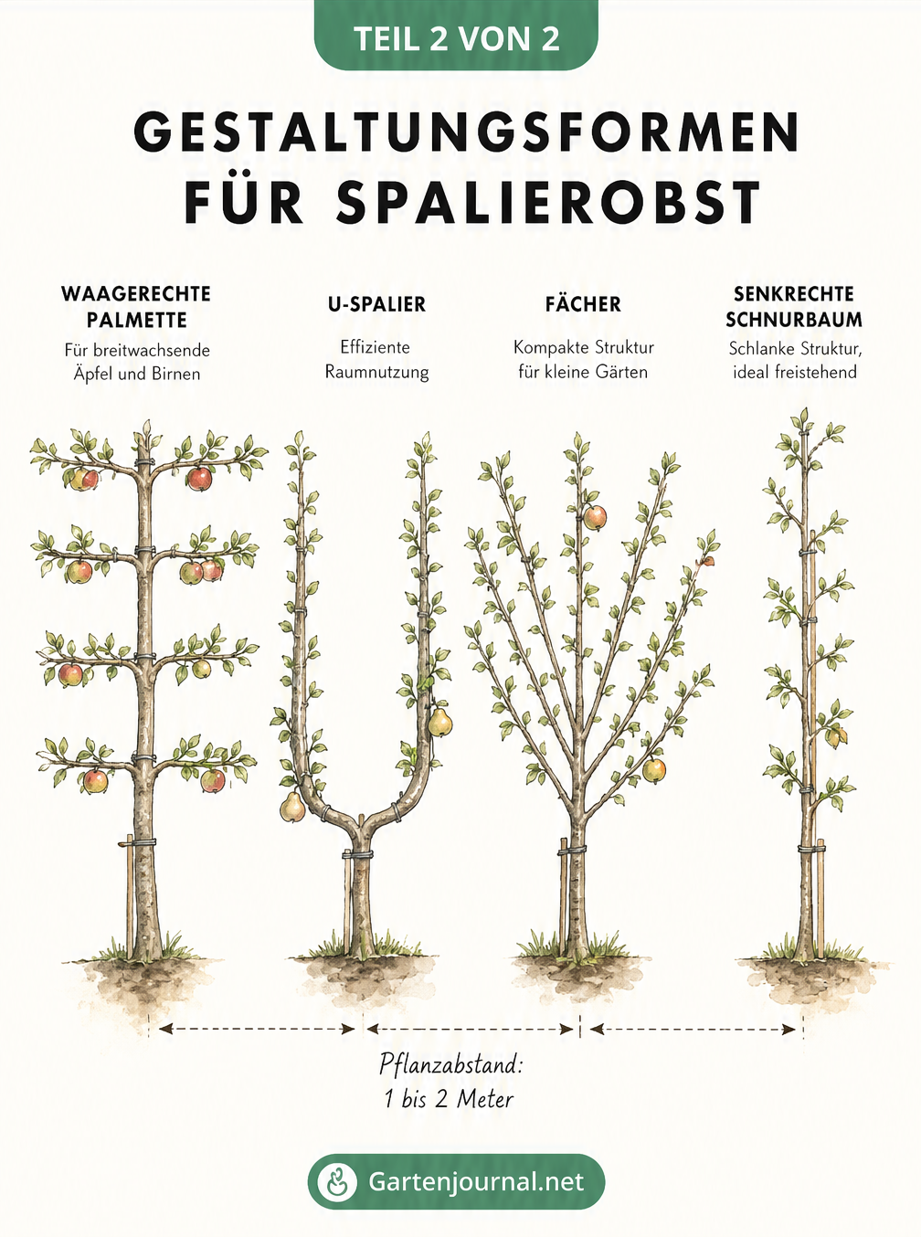 Skizze von vier Gestaltungsformen für Spalierobst: Waagerechte Palmette, U-Spalier, Fächer und Senkrechter Schnurbaum mit Pflanzabständen.