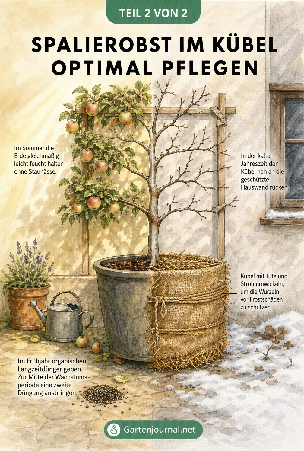 Illustration eines Spalierobstbaums im Kübel, die Sommerpflege mit Früchten und Winterpflege mit Frostschutz zeigt.
