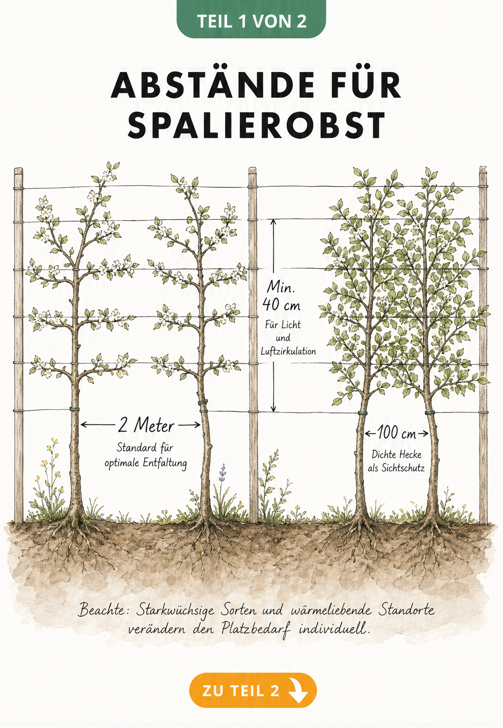 Botanische Illustration eines Spaliergerüsts mit Obstbäumen, die den optimalen Pflanzabstand von 2 Metern und 100 cm für eine dichte Hecke zeigt.