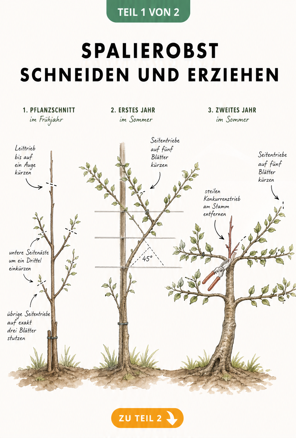 Botanische Illustration zum Pflanzschnitt und Erziehungsschnitt von Spalierobst über drei Entwicklungsphasen