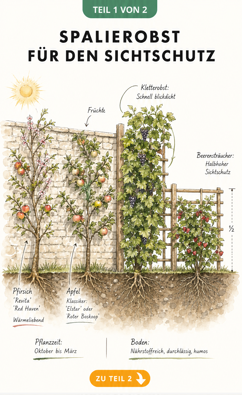 Illustration verschiedener Spalierobst-Arten wie Pfirsich, Apfel, Weinrebe und Himbeere als Sichtschutz an einer Gartenmauer und einem Holzspalier.