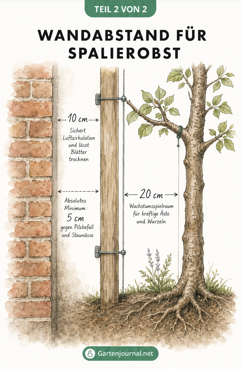 Querschnitt-Zeichnung eines Spalierobstbaums an einer Hausmauer, die den Wandabstand von 10 cm zur Luftzirkulation und 20 cm zum Spaliergerüst verdeutlicht.