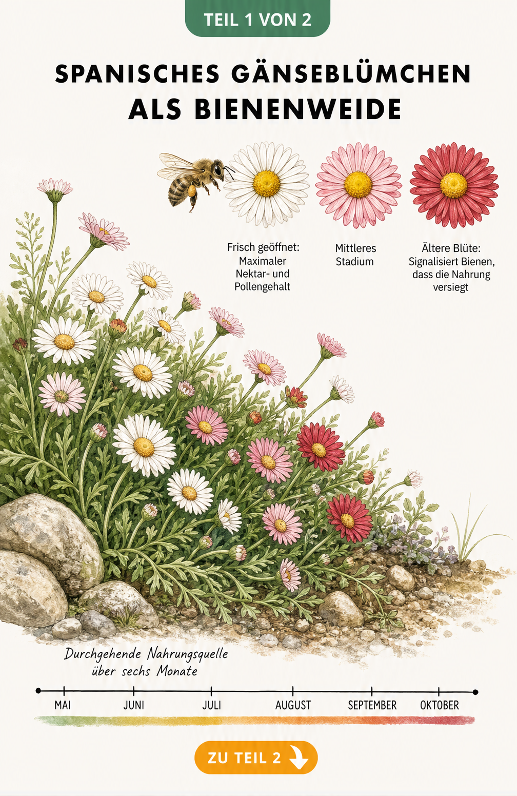Botanische Illustration des Spanischen Gänseblümchens mit Farbwechsel der Blüten von weiß über rosa zu rot und einer anfliegenden Wildbiene.