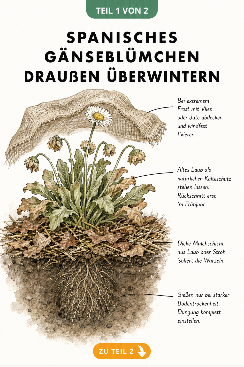 Botanische Illustration eines Spanischen Gänseblümchens im Freilandbeet mit Mulchschicht und Wintervlies
