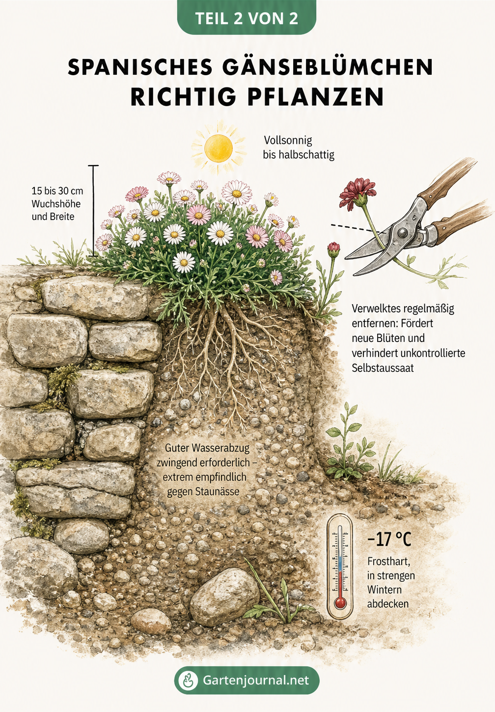 Querschnitt einer Trockenmauer mit Spanischem Gänseblümchen, das als Flachwurzler in sandiger Erde wächst, inklusive Pflegehinweisen.