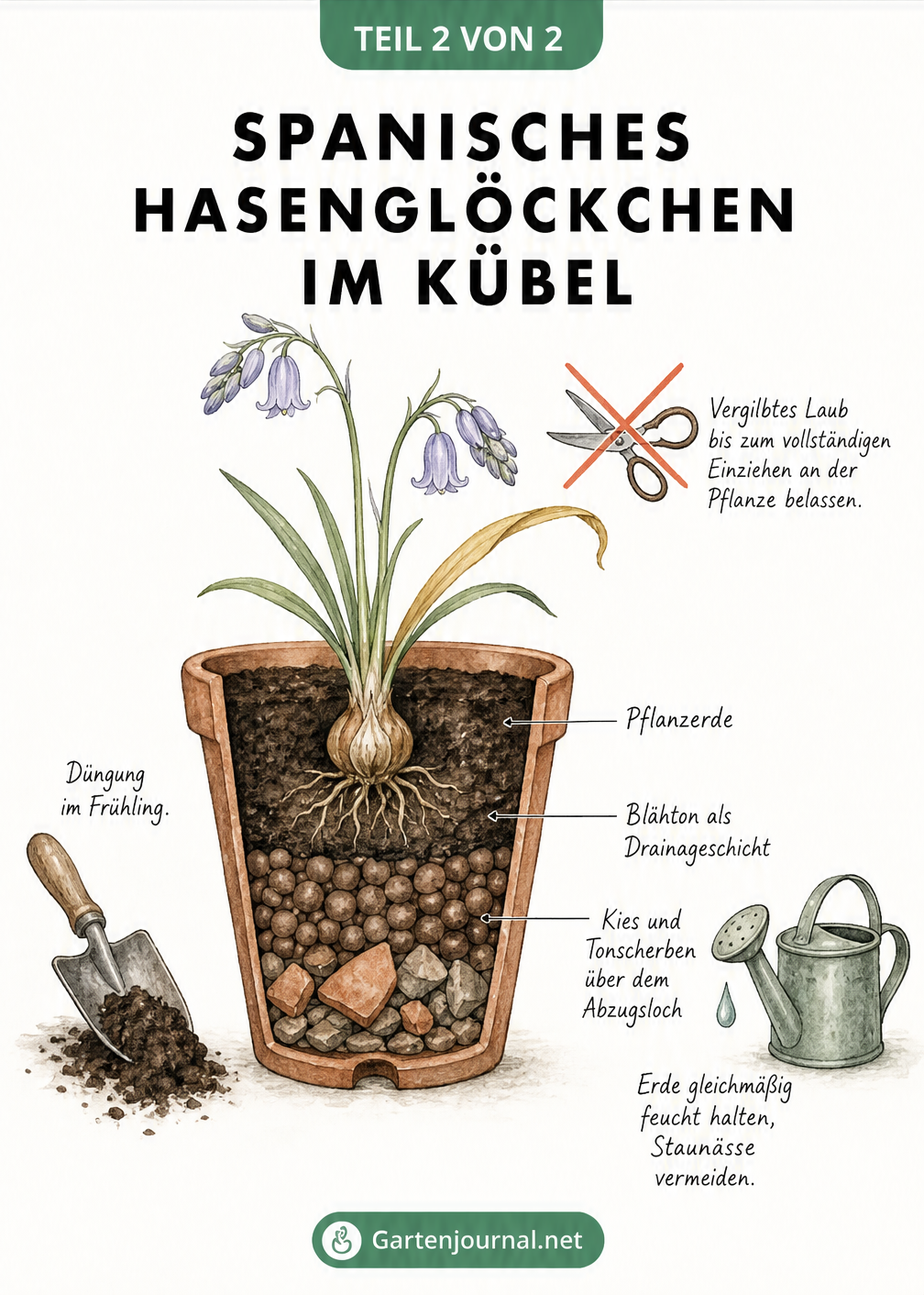 Querschnitt eines Terrakotta-Topfes mit Spanischem Hasenglöckchen, der die Schichten aus Steinen, Blähton und Pflanzerde zeigt