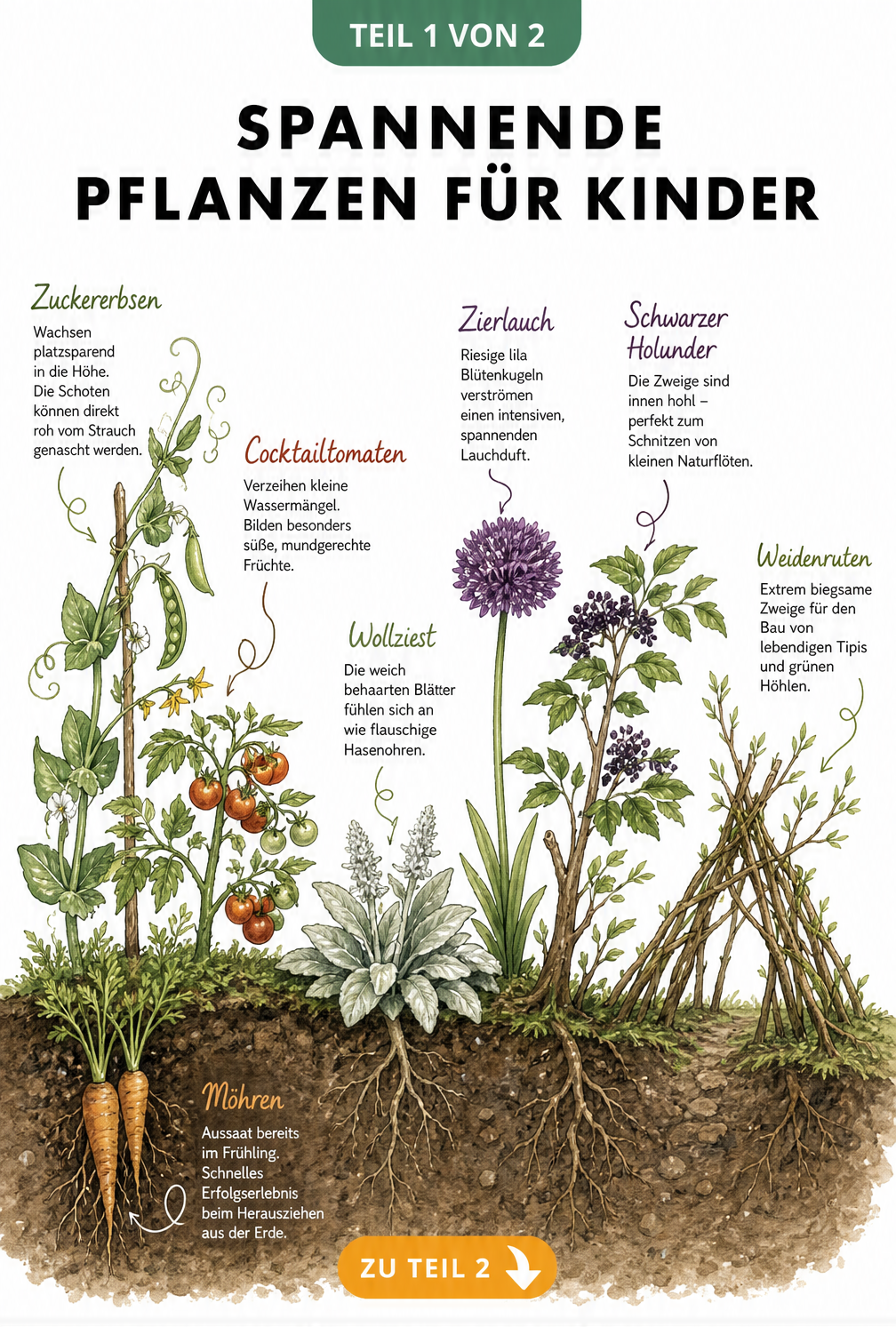 Handgezeichnete Illustration eines Gartenbeets mit Cocktailtomaten, Zuckererbsen, Möhren, Wollziest, Zierlauch, Holunder und Weidenruten
