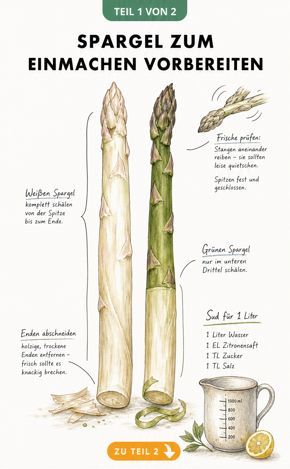 Botanische Illustration von weißem und grünem Spargel mit Hinweisen zum Schälen, Abschneiden der Enden und einem Rezept für den Einmach-Sud.