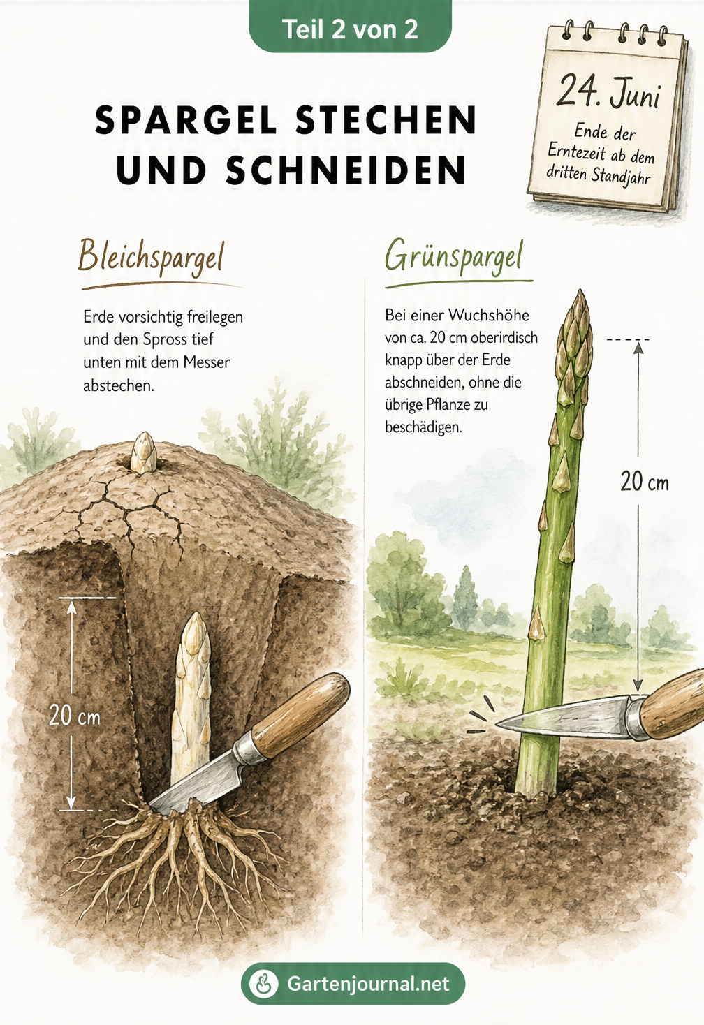 Illustration der Spargelernte: Bleichspargel wird unter der Erde abgestochen, Grünspargel oberirdisch abgeschnitten.