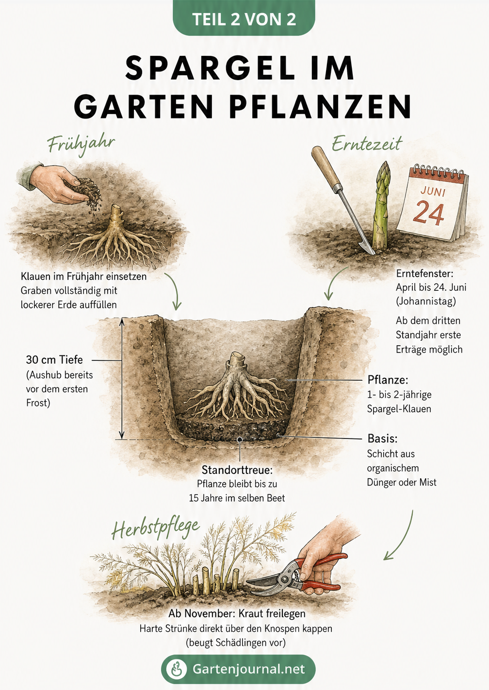 Illustration eines Pflanzgrabens für Spargel mit Arbeitsschritten vom Frühjahr bis zur Herbstpflege