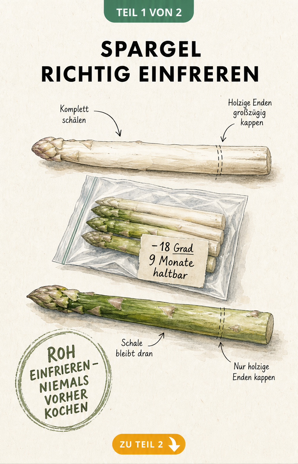 Illustration von weißem und grünem Spargel mit Hinweisen zum Schälen und Kappen vor dem Einfrieren