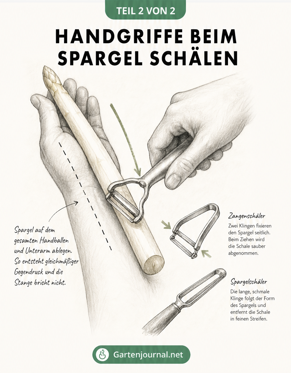 Zeichnung der korrekten Handhaltung beim Spargelschälen sowie Detailansichten von Zangenschäler und klassischem Spargelschäler