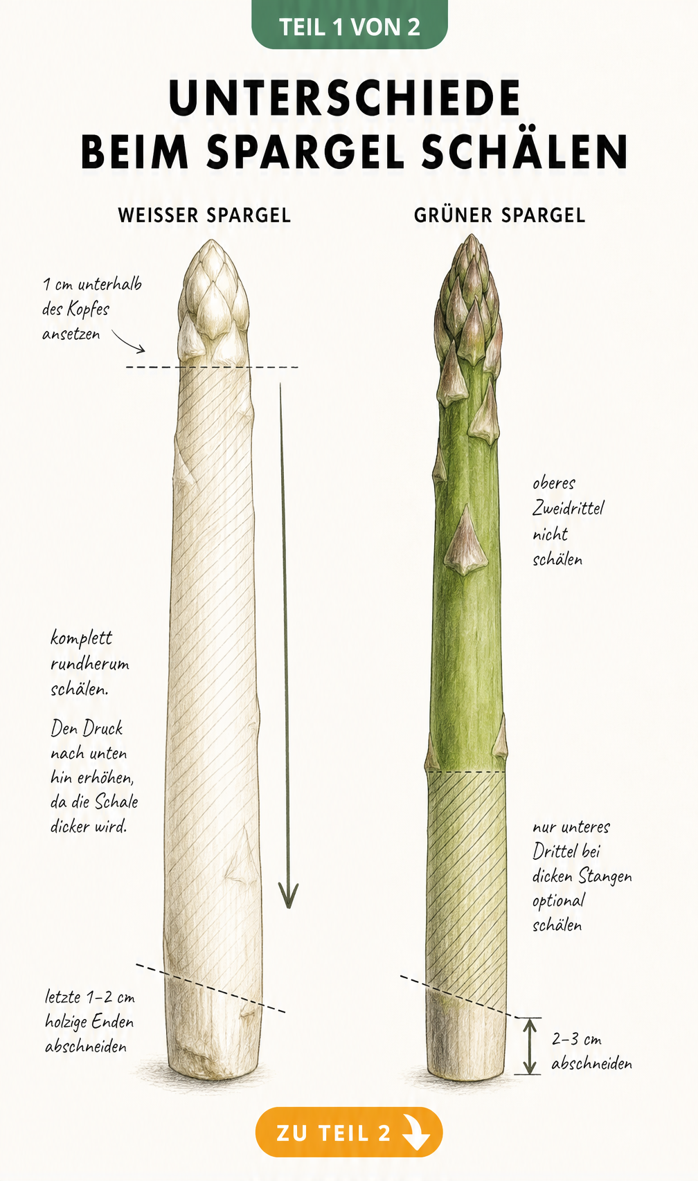 Illustration der Unterschiede beim Schälen von weißem und grünem Spargel mit Markierungen für Ansatz und Schnitt