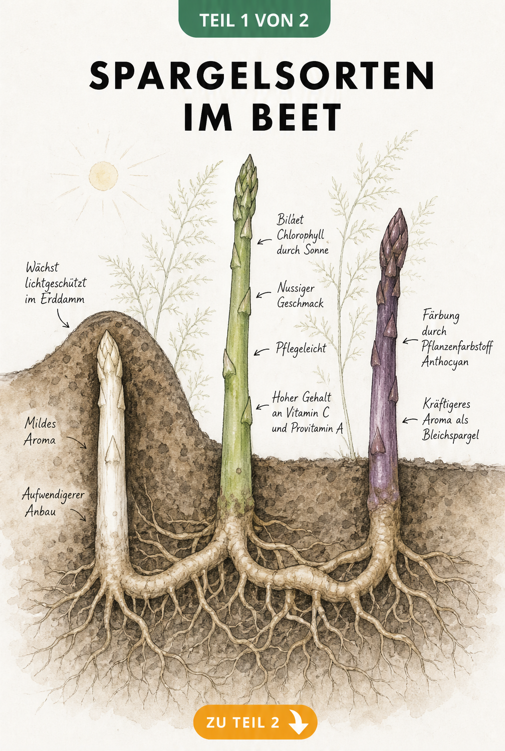 Botanische Querschnitt-Illustration eines Gartenbeets, die das Wachstum von weißem, grünem und violettem Spargel zeigt.