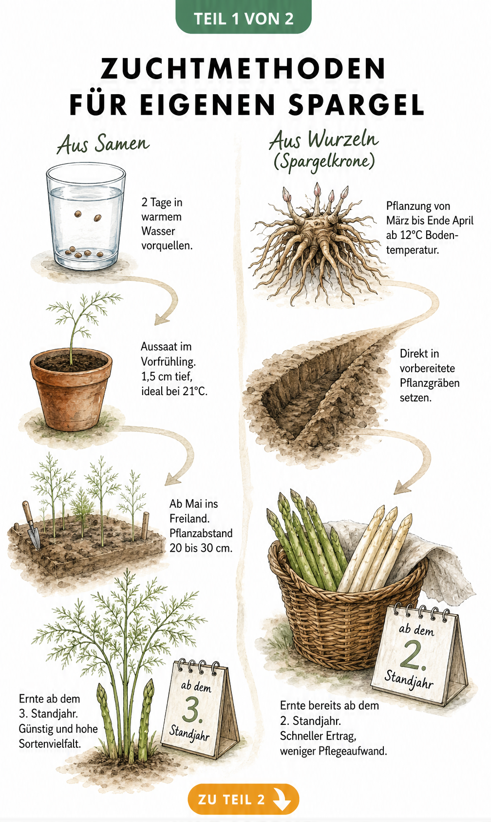 Illustration der Zuchtmethoden für Spargel: Vergleich zwischen der Anzucht aus Samen und der Pflanzung von Spargelkronen