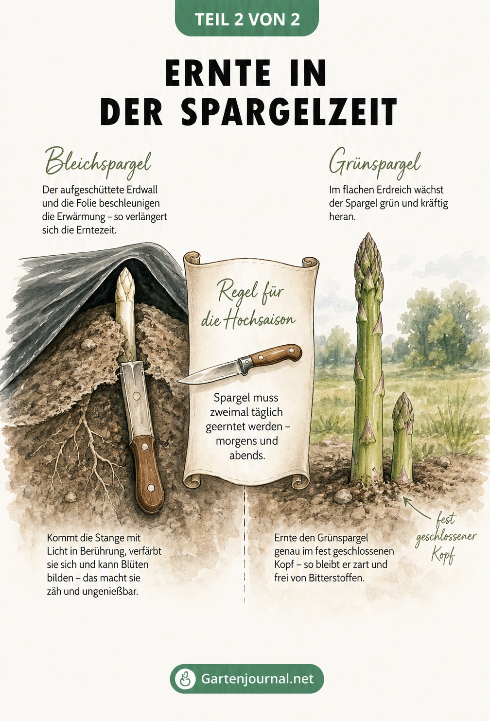 Zweigeteilte Illustration zur Spargelernte: Bleichspargel unter Folie und Grünspargel auf flachem Erdreich
