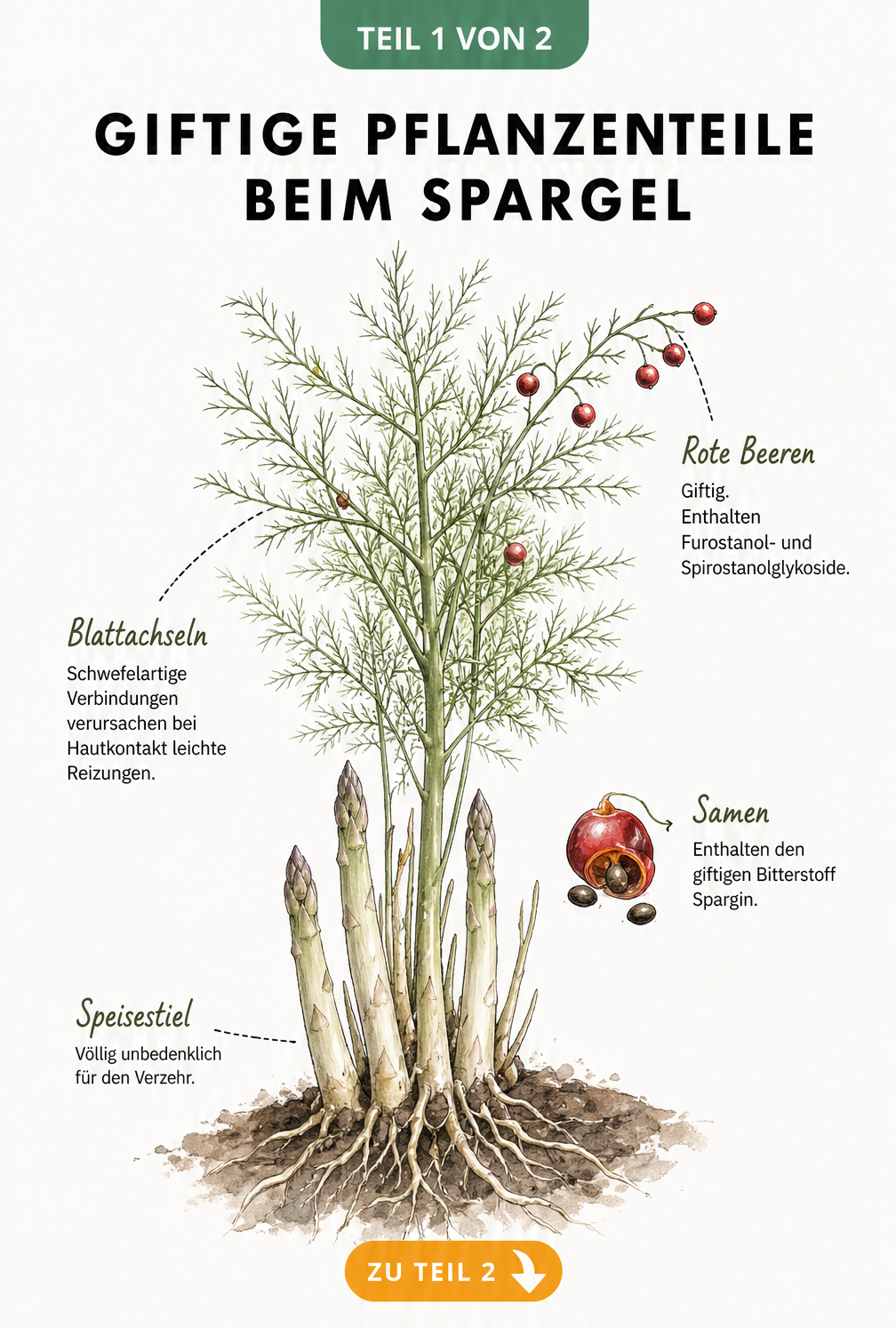 Botanische Illustration einer Spargelpflanze mit Markierung der giftigen roten Beeren und Samen sowie der unbedenklichen Speisestiele.