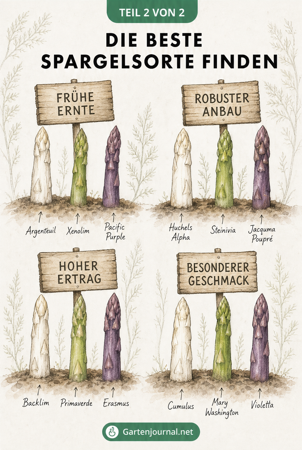 Illustration von vier Holzschildern als Beetstecker mit zugeordneten Spargelsorten für frühe Ernte, robusten Anbau, hohen Ertrag und besonderen Geschmack.