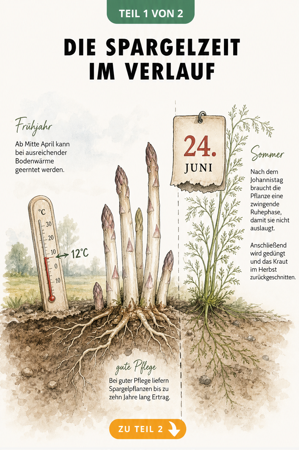 Botanische Illustration des Spargelwachstums vom Frühjahr bis zum Herbst mit Thermometer und Kalenderblatt