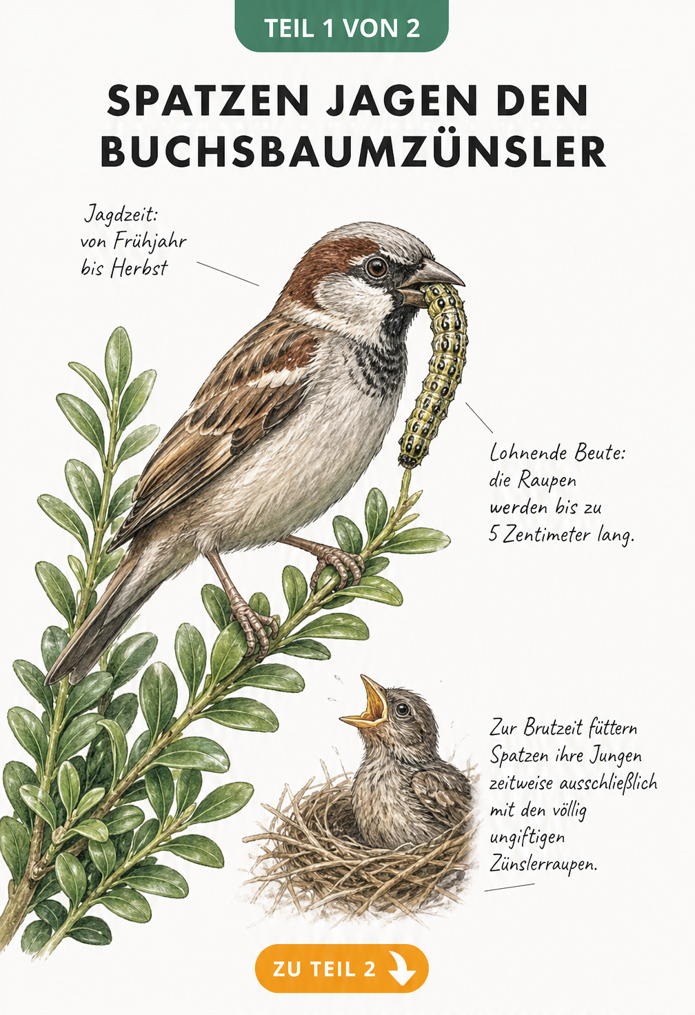 Illustration eines Spatzen auf einem Buchsbaumzweig, der eine große Buchsbaumzünsler-Raupe im Schnabel hält.