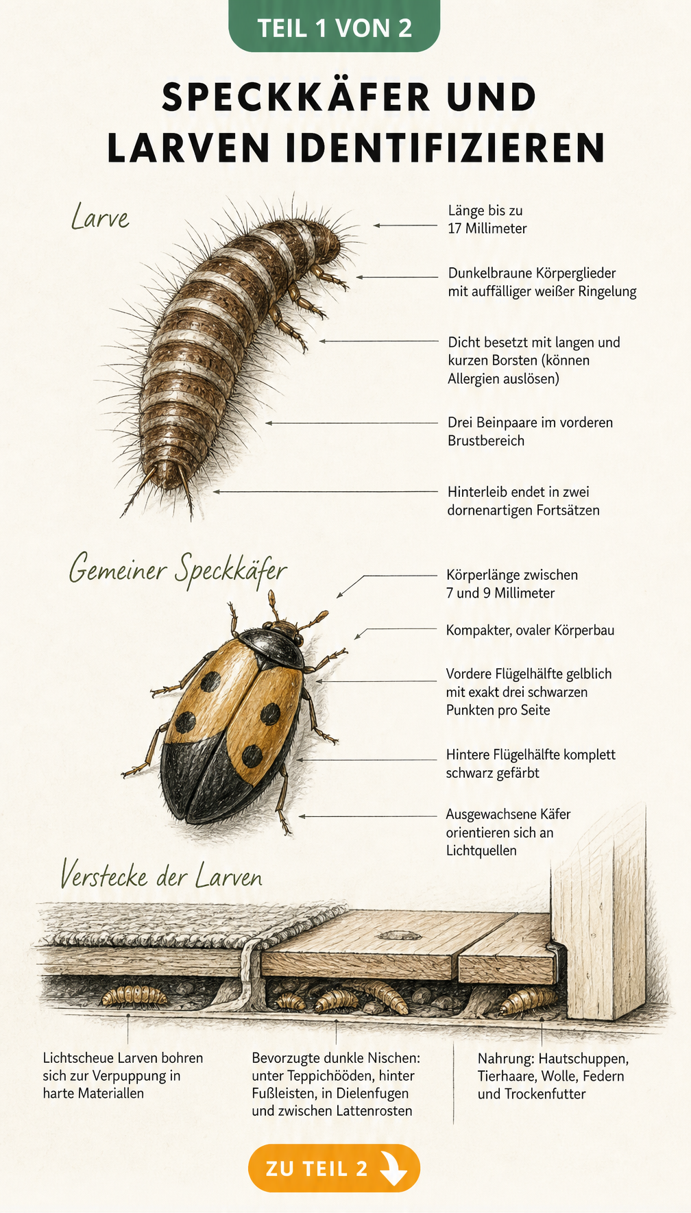 Detaillierte Illustration von Speckkäfer und Larve mit Merkmalen zur Identifikation