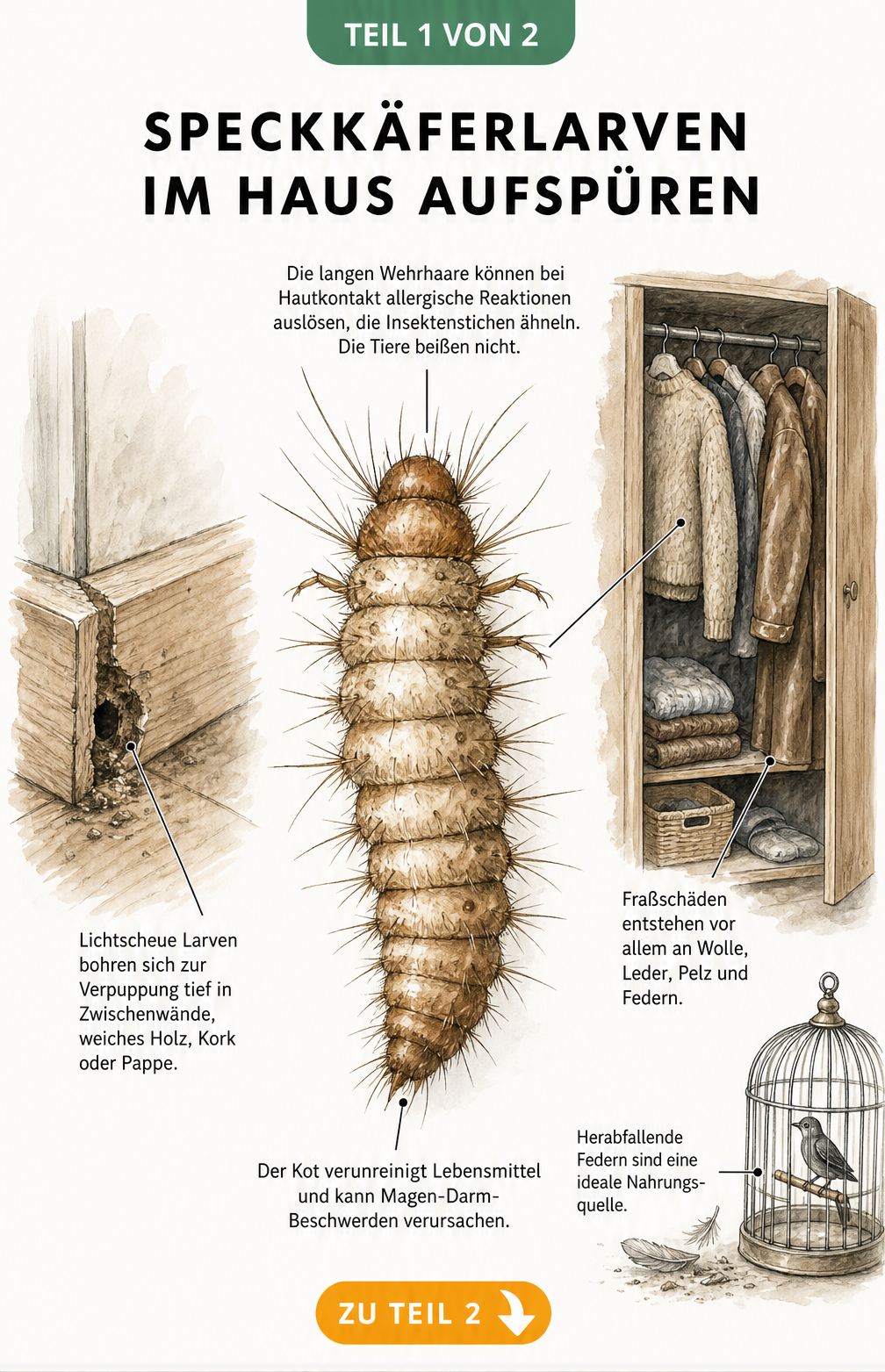 Illustration einer Speckkäferlarve mit Verstecken in Fußleiste und Kleiderschrank