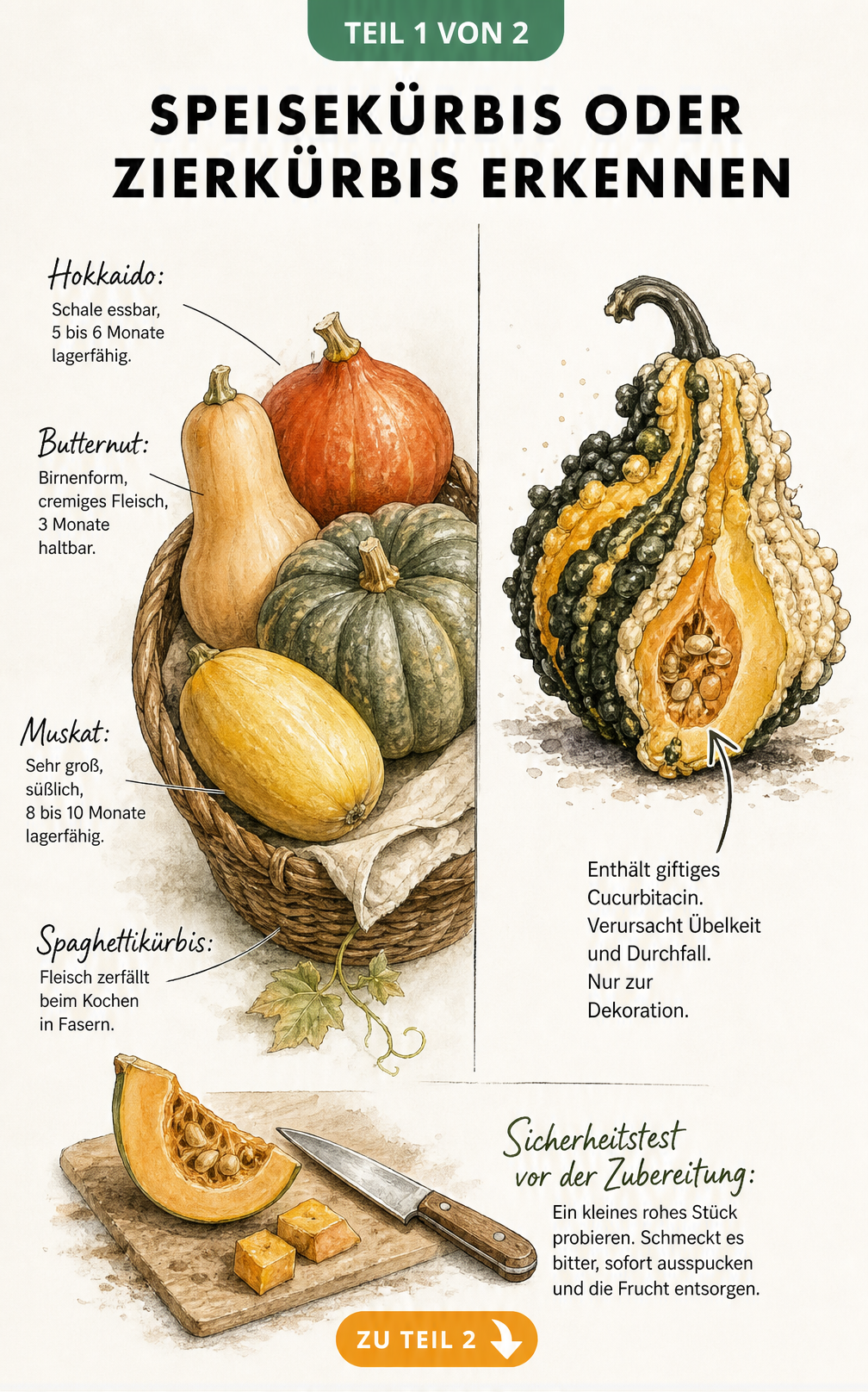 Illustration von Speisekürbissen wie Hokkaido und Butternut im Vergleich zu einem giftigen Zierkürbis