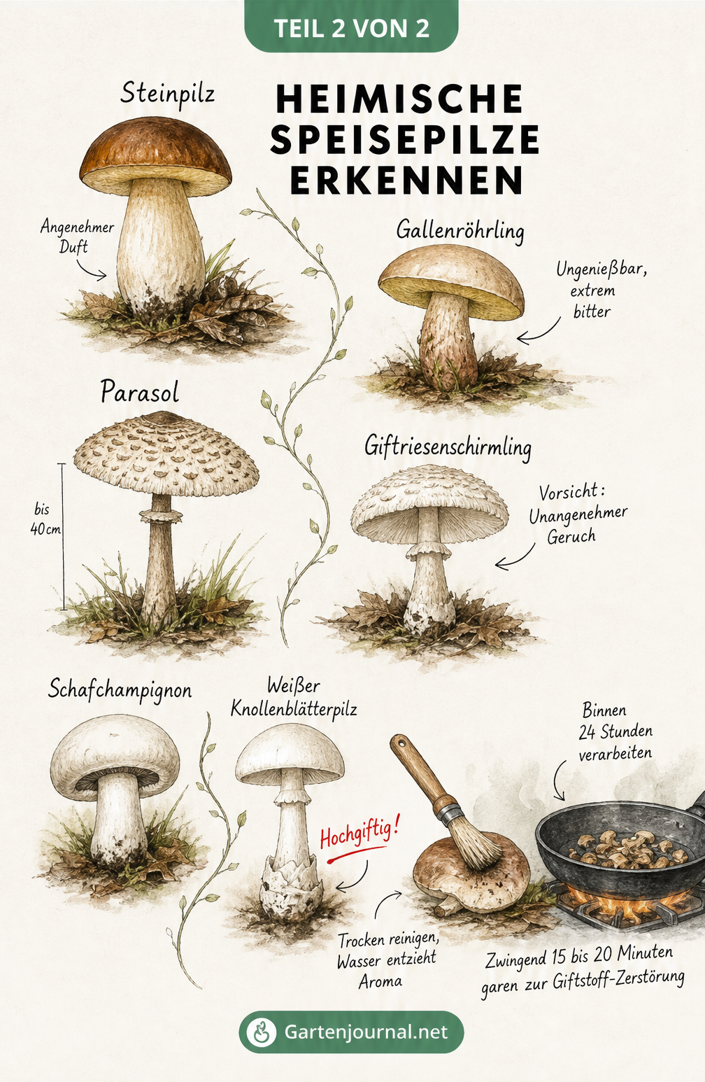 Botanische Aquarell-Tafel, die beliebte Speisepilze wie Steinpilz, Parasol und Schafchampignon ihren giftigen Doppelgängern gegenüberstellt.