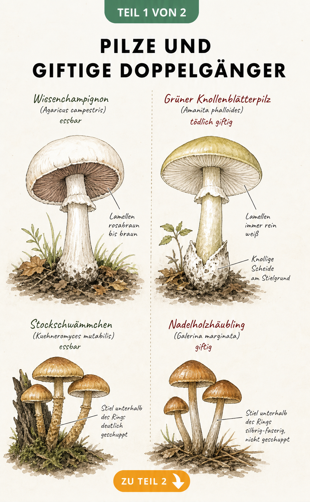 Vergleich von Speisepilzen und giftigen Doppelgängern wie Wiesenchampignon und Knollenblätterpilz