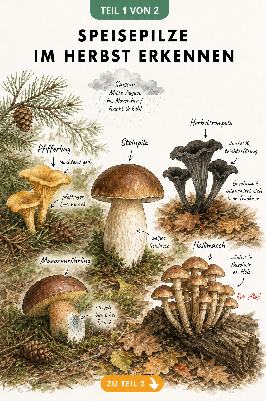 Illustration von fünf Speisepilzen im Herbstwald mit Merkmalen zu Steinpilz, Pfifferling, Maronenröhrling, Herbsttrompete und Hallimasch