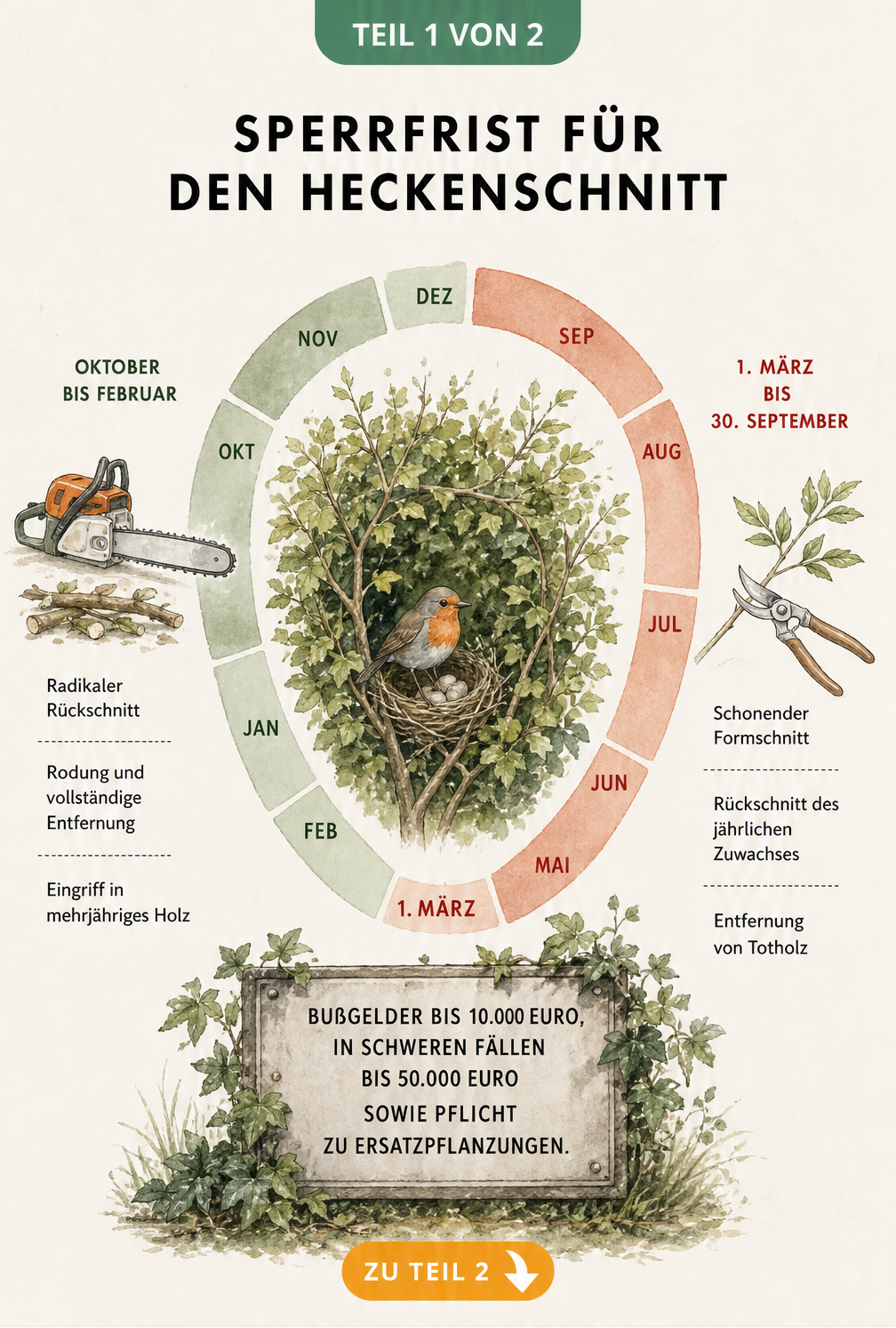 Botanische Jahresuhr zeigt Sperrfrist für Heckenschnitt von März bis September und erlaubte Schnittmaßnahmen im Winter