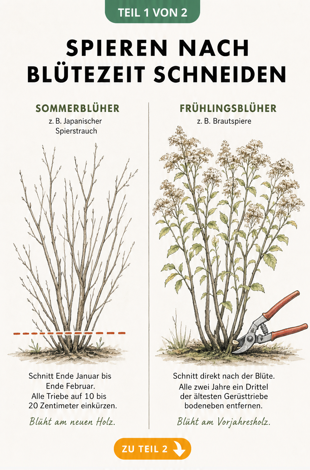 Illustration des Schnitts von Sommer- und Frühlingsblühern der Spiere