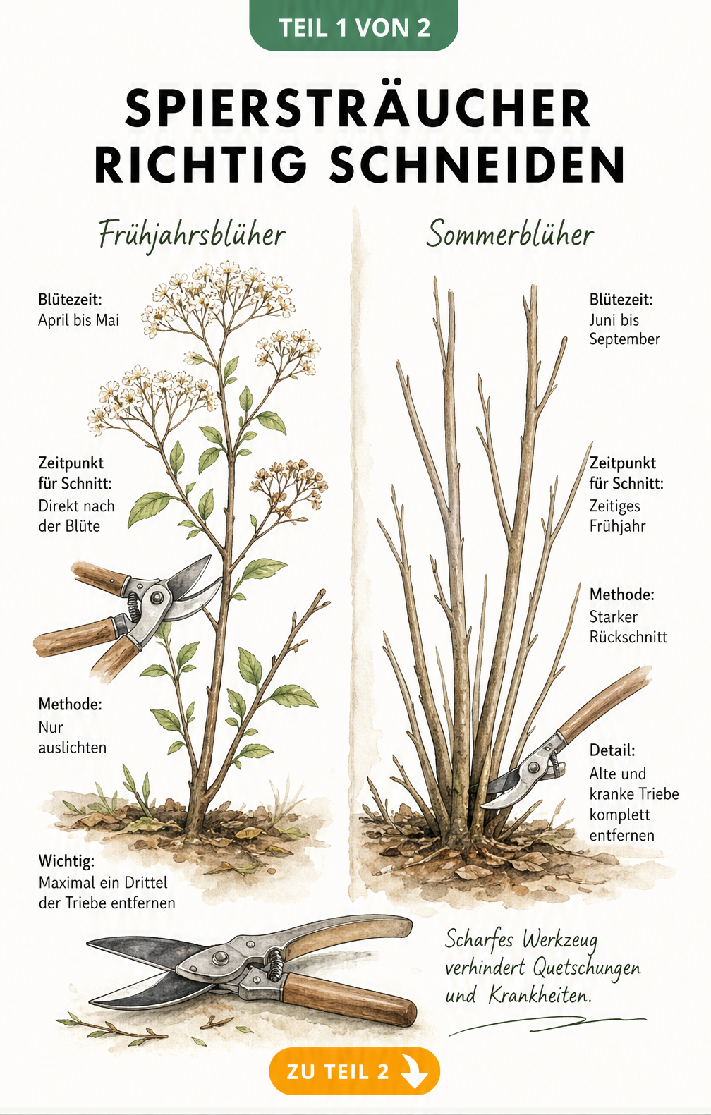 Botanische Gegenüberstellung zum Schnitt von Spiersträuchern: Frühjahrsblüher nur auslichten, Sommerblüher stark zurückschneiden.