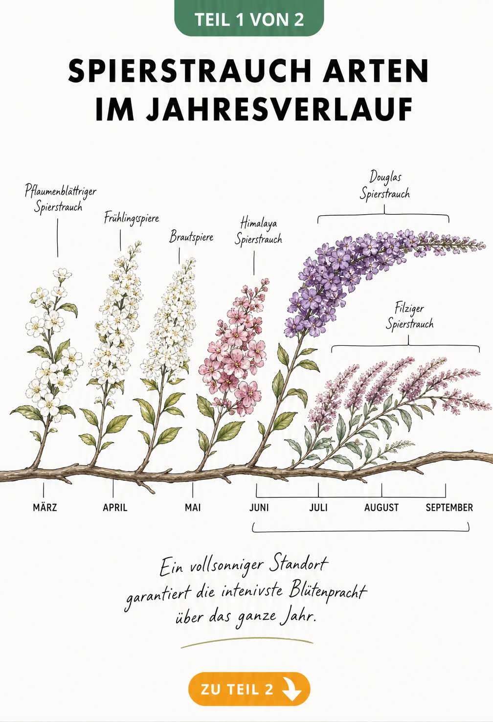 Botanischer Zweig als Zeitachse zeigt die Blütezeiten verschiedener Spierstrauch-Arten von März bis September