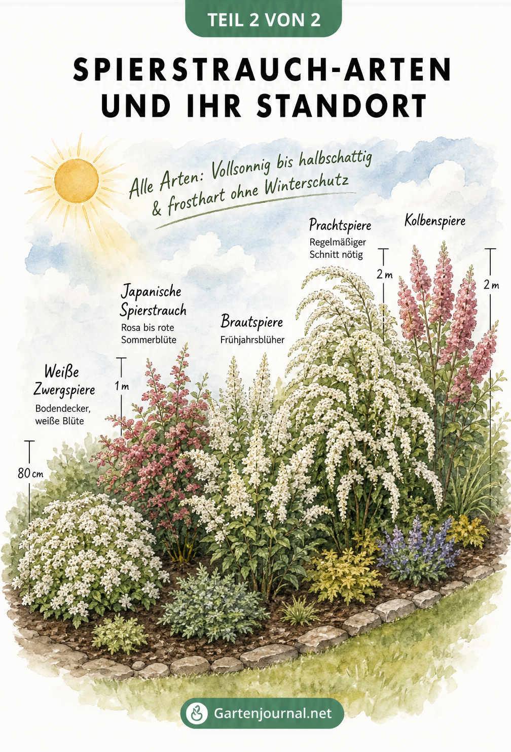 Aquarell-Illustration von fünf verschiedenen Spierstrauch-Arten im Gartenbeet