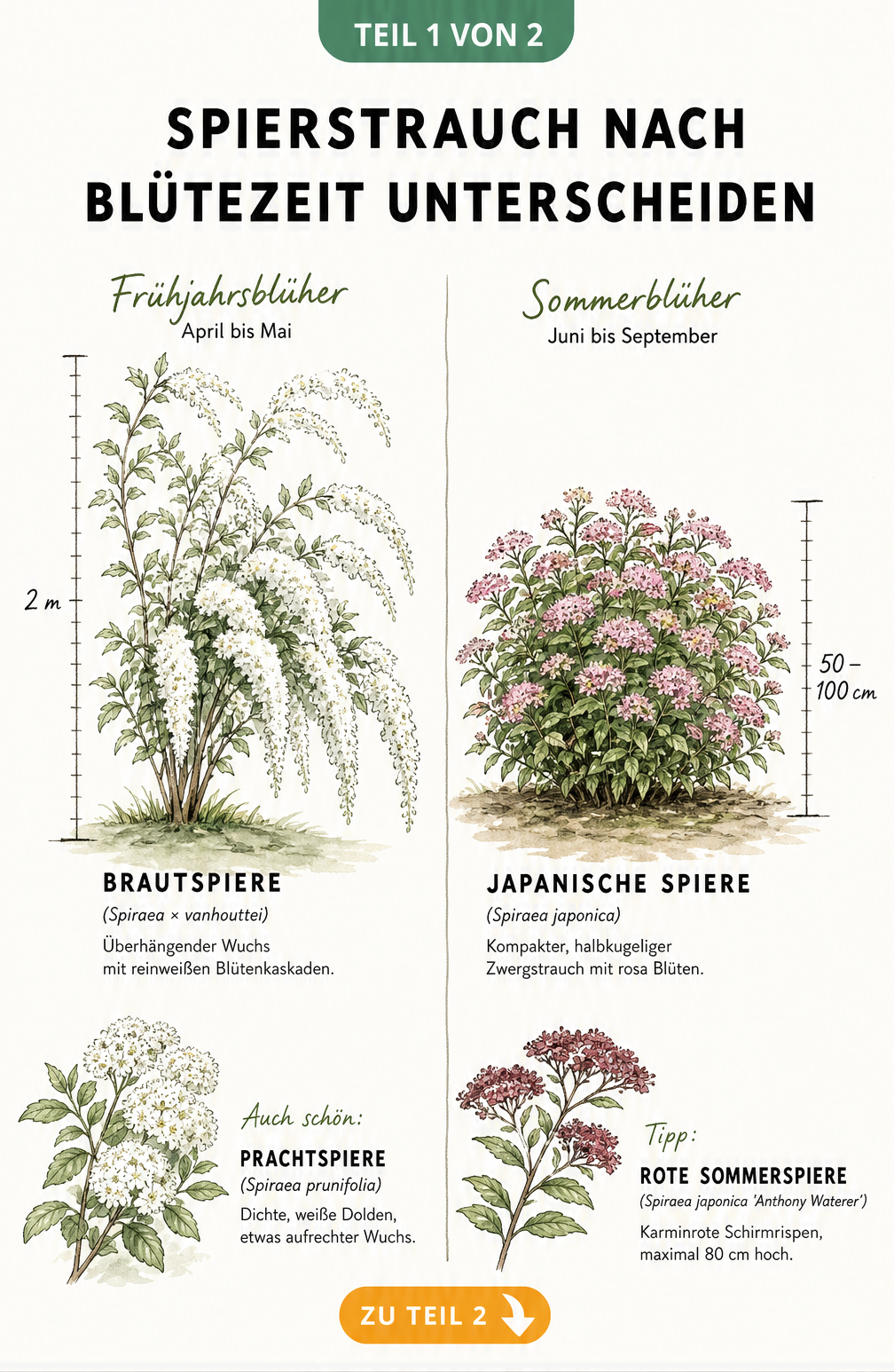 Botanische Illustration von Spiersträuchern, die Frühjahrsblüher wie die Brautspiere und Sommerblüher wie die Japanische Spiere mit Wuchshöhen vergleicht.