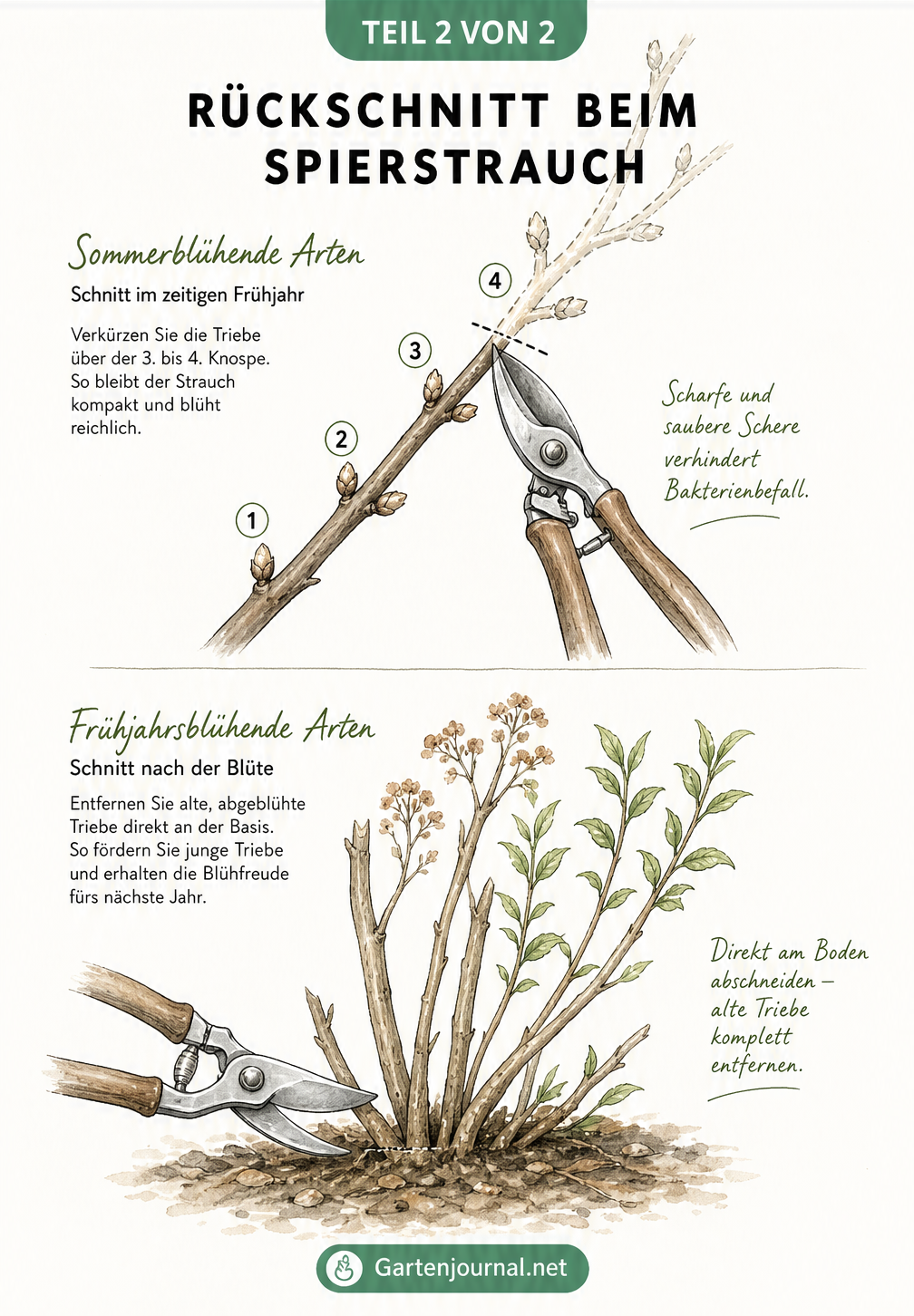 Skizze zum Rückschnitt beim Spierstrauch: Sommerblüher werden im Frühjahr über der dritten Knospe gekürzt, Frühjahrsblüher nach der Blüte an der Basis...