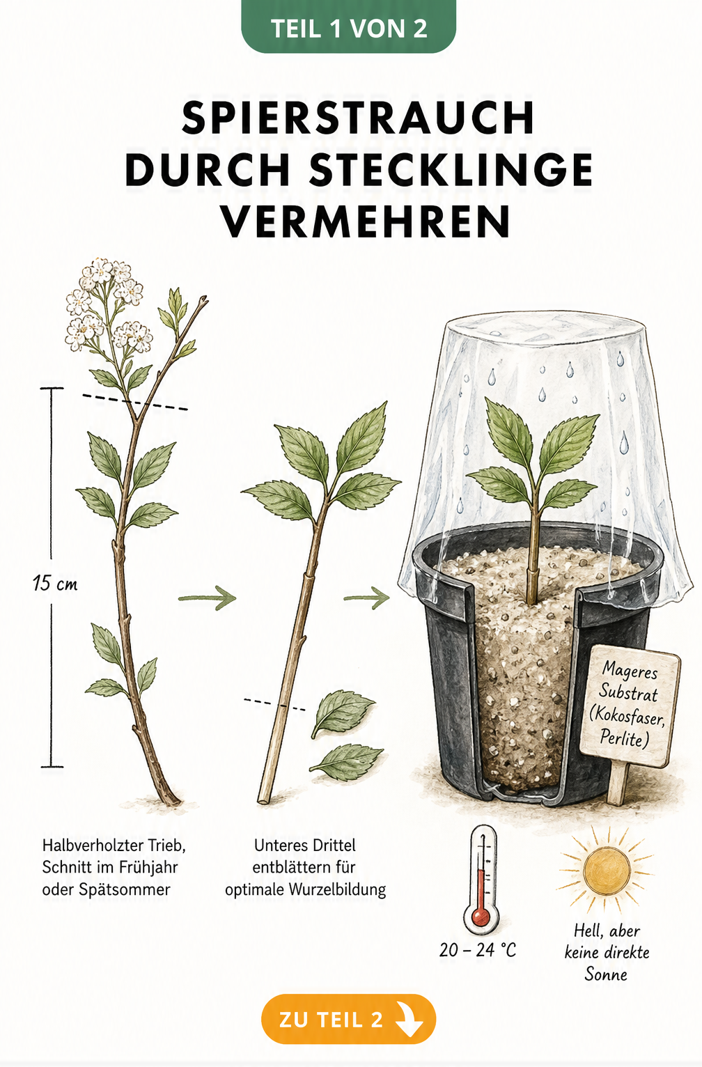 Botanische Illustration zur Vermehrung eines Spierstrauchs durch Stecklinge, die den Schnitt, das Entblättern und das Einpflanzen in einen Anzuchttopf zeigt